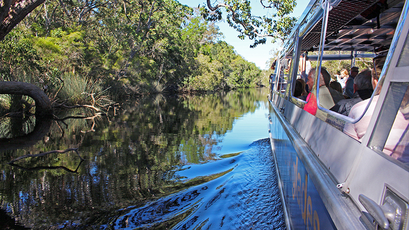Explore beyond Noosa into the dark tannin waters of the Pristine Noosa Everglades with this afternoon cruise.